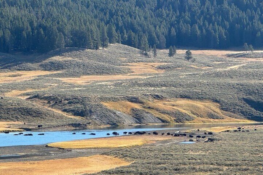 All-Inclusive GLASS TOP/CONVERTIBLE Yellowstone PU@Fishing Bridge