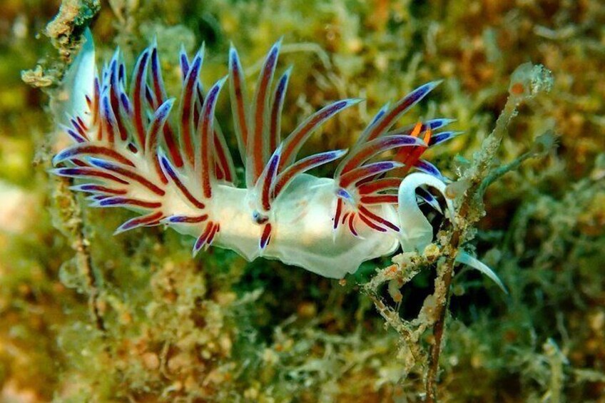 Marine life