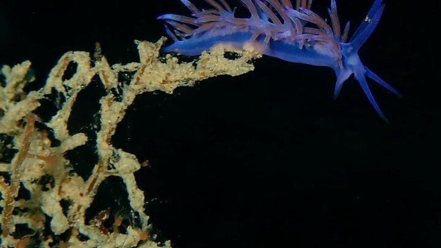 Marine life