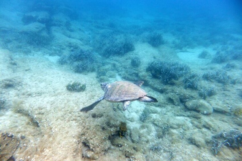House reef