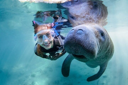 Aventure avec les lamantins, hydroglisseur, déjeuner, parc animalier avec t...