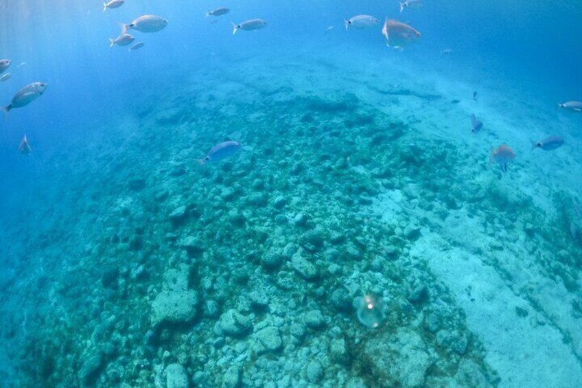 fondo marino de la isla de lobos