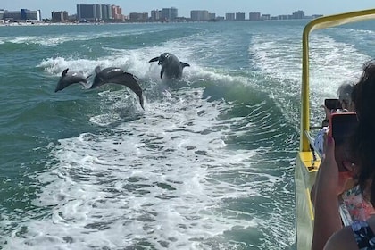 Avventura in motoscafo con i delfini di Clearwater Beach con pranzo e trasp...