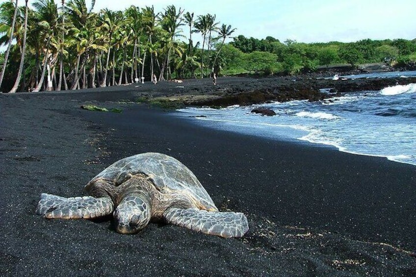 Green Sea Turtles at Punalu'u Black Sand Beach