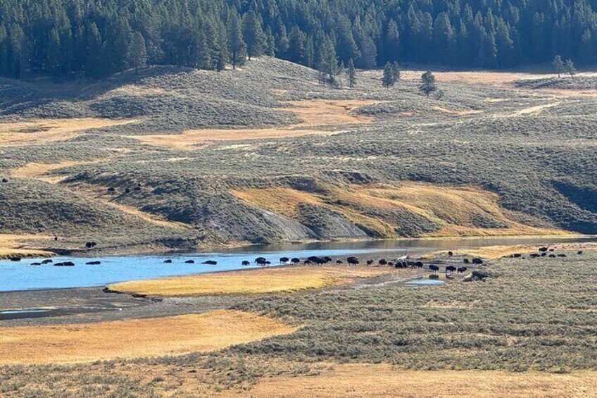 Yellowstone Open Air Tour(Glass Top/Convertible)West Yellowstone 