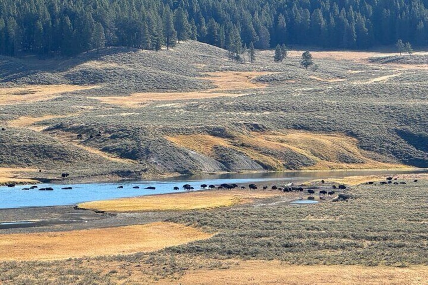 Yellowstone Open Air Tour(Glass Top/Convertible)West Yellowstone