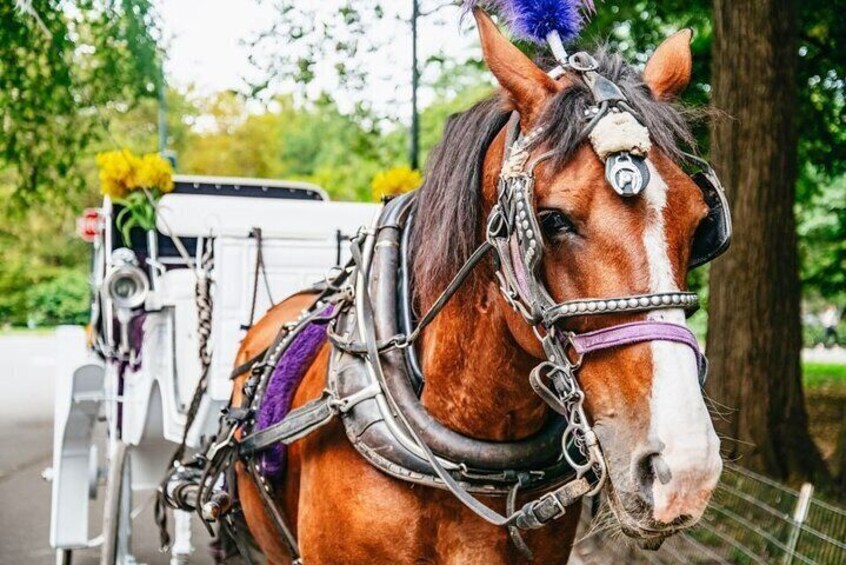 Private NYC Central Park Horse Carriage Ride (Guided) Since 1965™