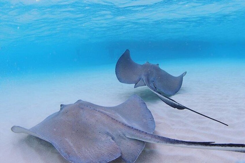 Starfish and Stingray City Adventure with Snorkeling