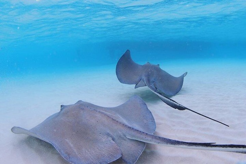 Starfish and Stingray City Adventure with Snorkeling