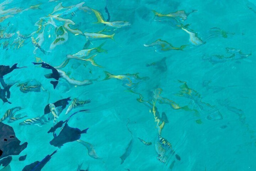 All-inclusive Half Day Charters (Pasadía de Medio día)