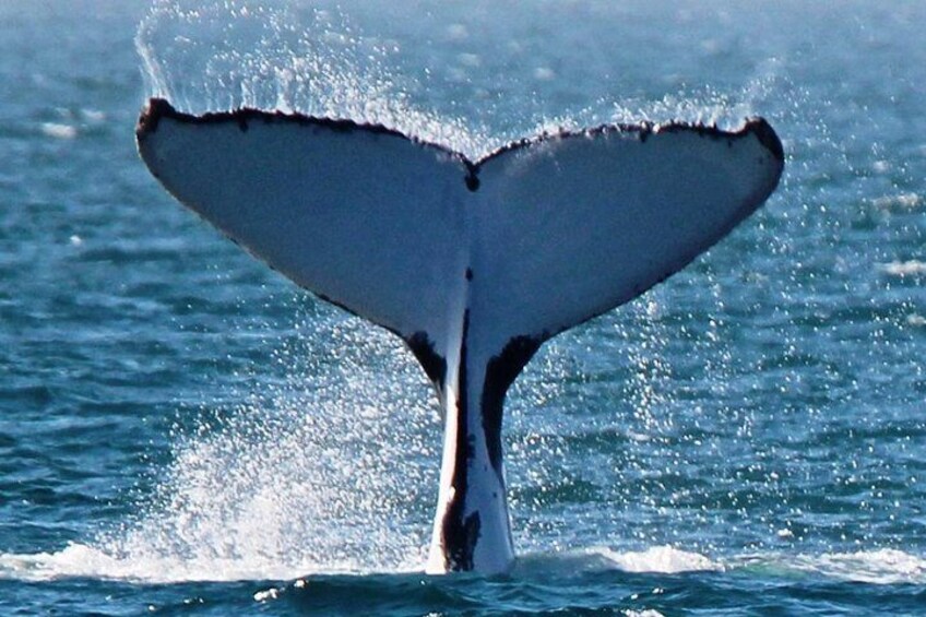 Whale Tail Action