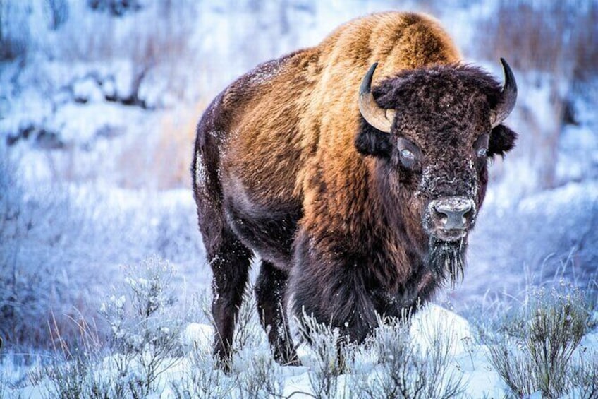 Show item 1 of 8. Winter Yellowstone Tour (With Optional Hike or Snowshoe)