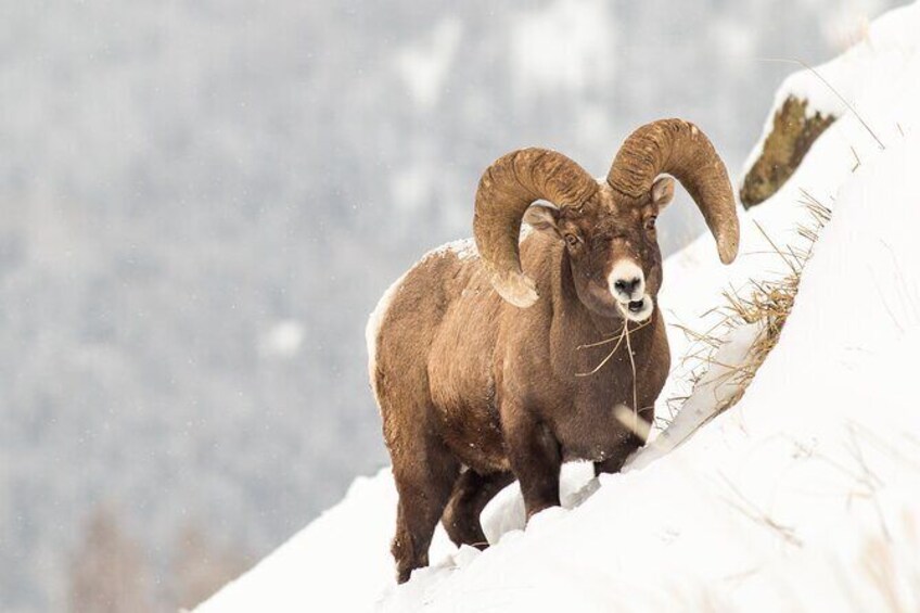 Show item 4 of 8. Winter Yellowstone Tour (With Optional Hike or Snowshoe)