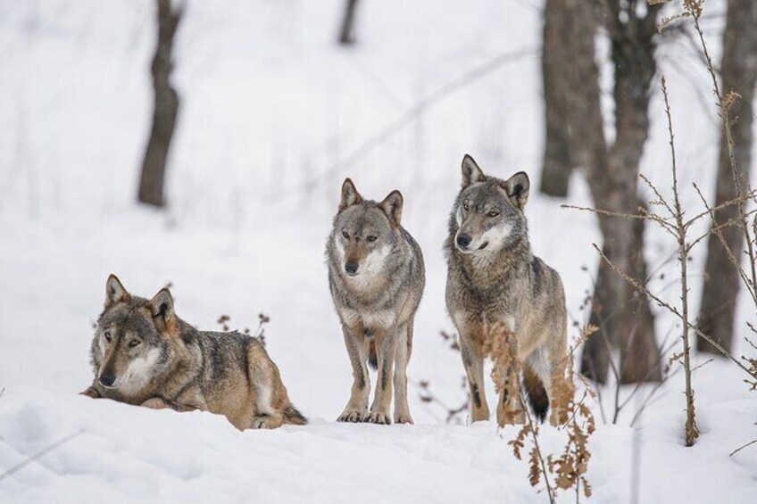 Show item 2 of 8. Winter Yellowstone Tour (With Optional Hike or Snowshoe)