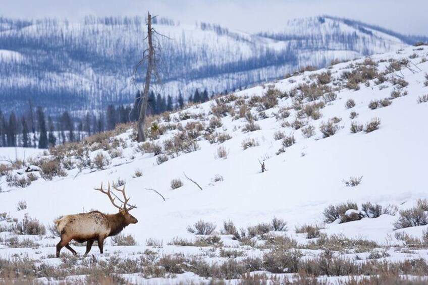 Winter Yellowstone Tour (With Optional Hike or Snowshoe)