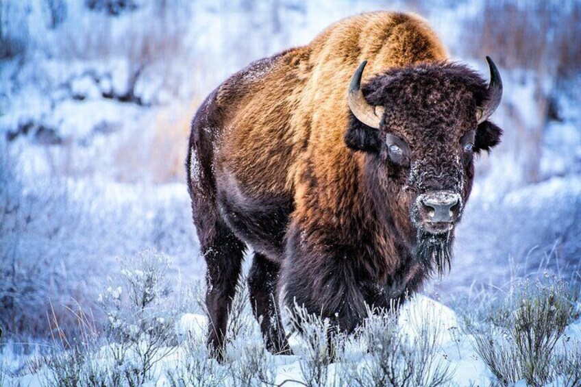 Winter Yellowstone Tour (With Optional Hike or Snowshoe)