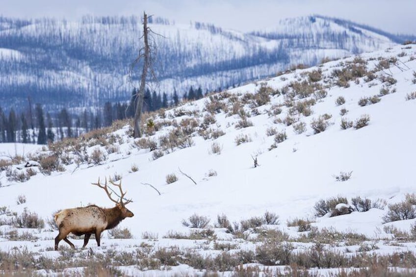 Show item 5 of 8. Winter Yellowstone Tour (With Optional Hike or Snowshoe)