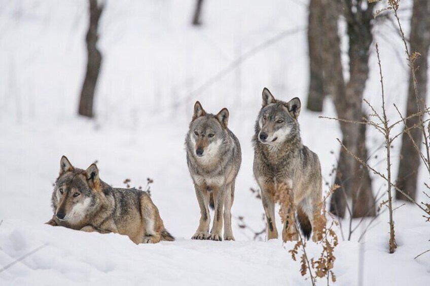 Winter Yellowstone Tour (With Optional Hike or Snowshoe)