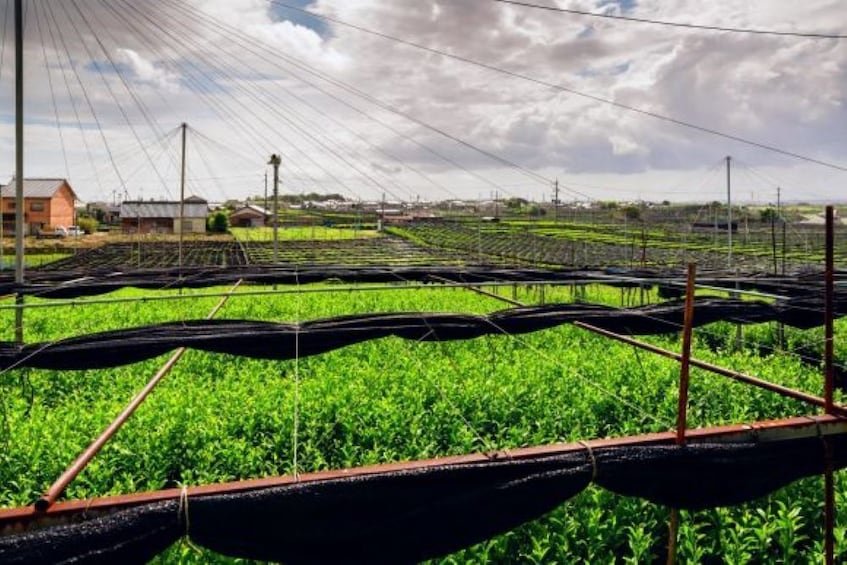 Tour a Tea Farm & Taste 2 Kinds of Matcha in Nishio, Aichi