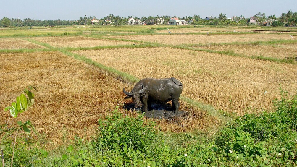 Buffalo in Hoi An