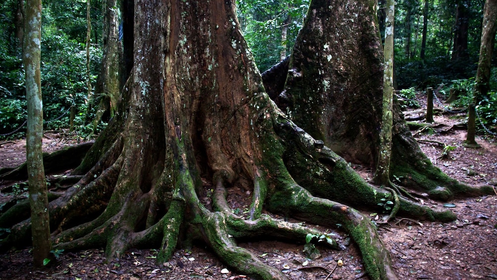 Two large trees in a Vietnamese jungle