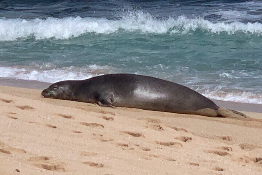 Only 1400 Hawaiian monk seals on the planet. These girls are here every day.
