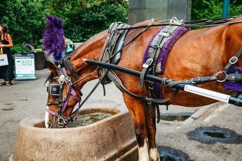 Official Private New York City Central Park Horse Carriage Ride Since 1965™