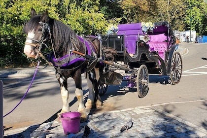 Officiële privérit met paard en wagen in Central Park in New York City sind...