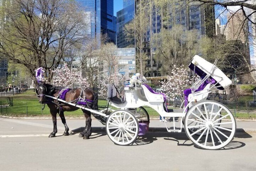 Private New York City Central Park Horse Carriage Ride (55 min)