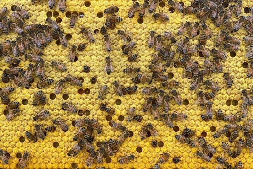 We are grateful for our beautiful bees!