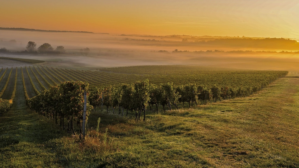 Vineyard in France