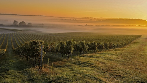 Margaux halvdags vinresa med vinprovning från Bordeaux