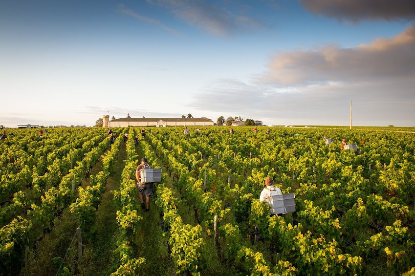 Margaux Half-Day Wine Tour with Wine Tasting From Bordeaux