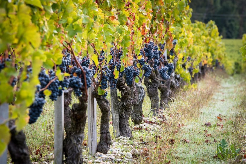 Margaux Half-Day Wine Tour with Wine Tasting From Bordeaux