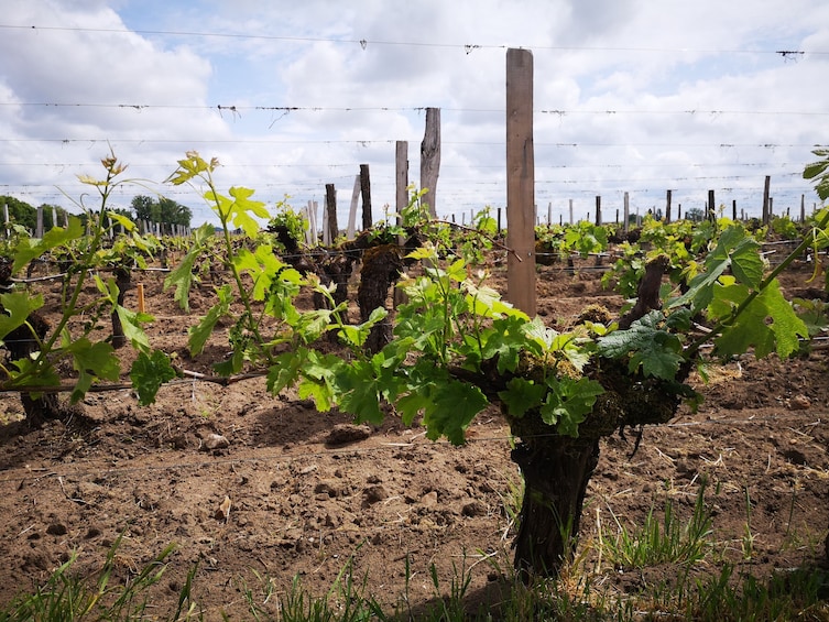 Saint Emilion Full-Day Wine Tour From Bordeaux