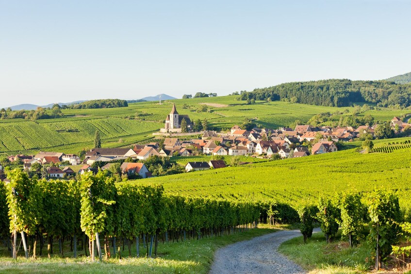 Alsace Full-Day Wine Tour From Strasbourg