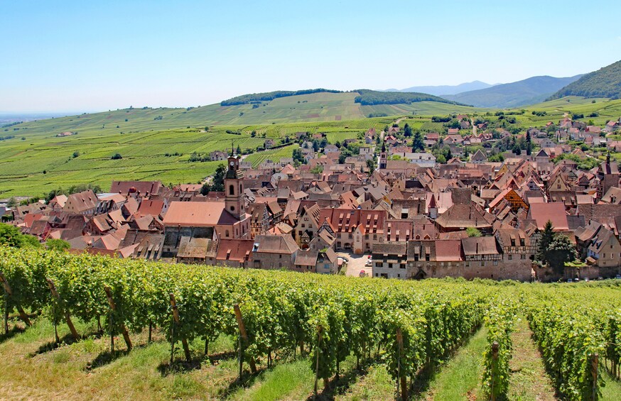 Alsace Full-Day Wine Tour From Strasbourg