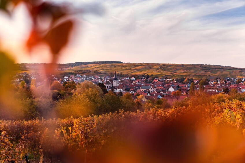 Alsace Full-Day Wine Tour From Strasbourg