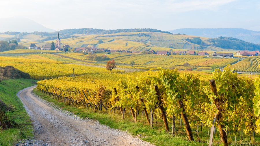 Alsace Half-Day Wine Tour From Strasbourg