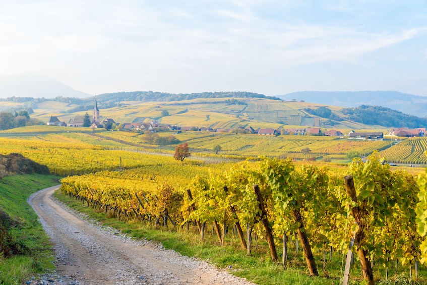 Alsace Half-Day Wine Tour From Strasbourg