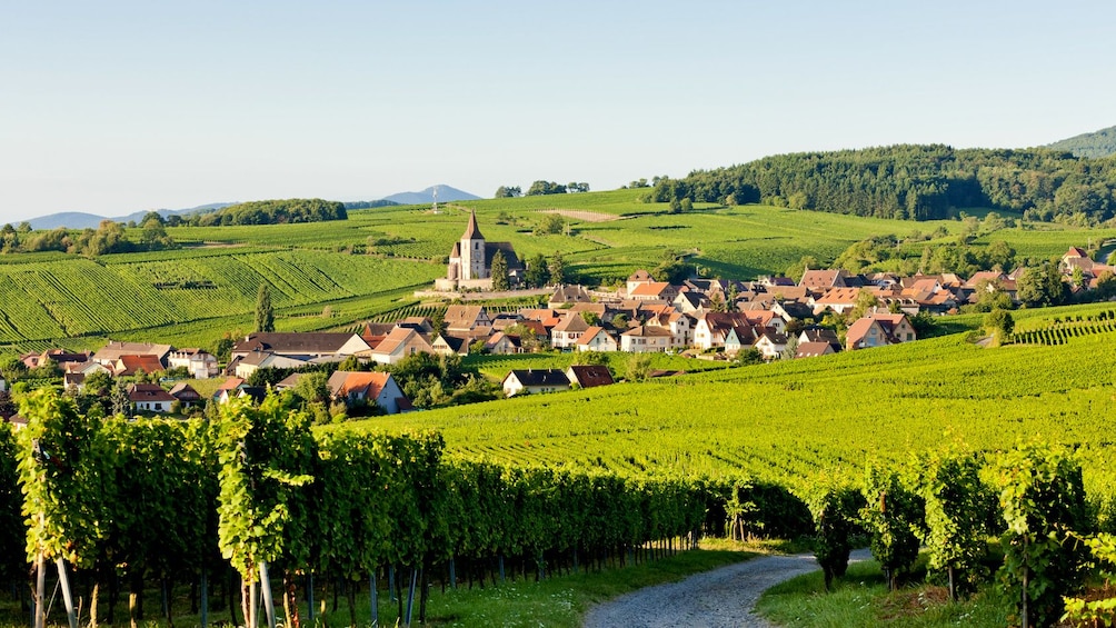 Alsace Vineyard in France