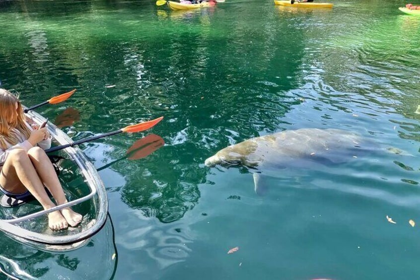 Clear Kayak Tours in Weeki Wachee