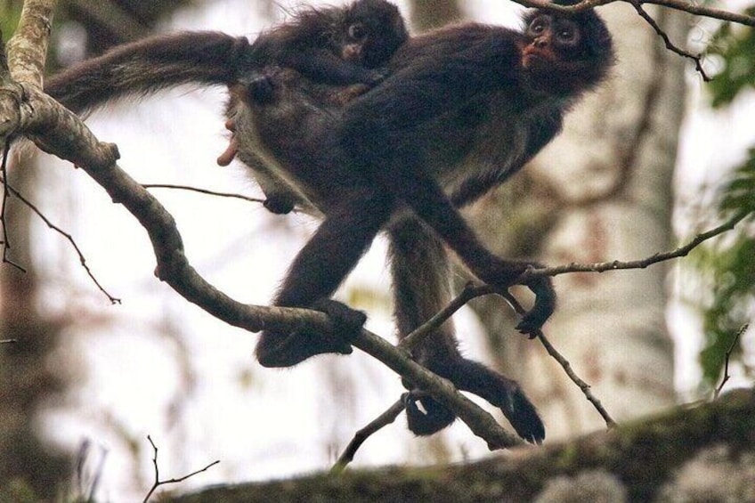Spider monkey and her baby (Ateles geoffroyi)