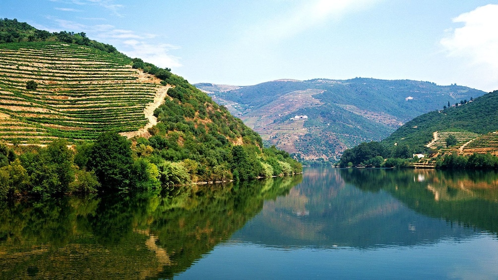vineyards on the hillsides of Porto