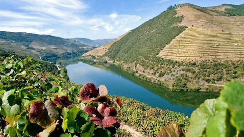 Porto Wein Tour "Douro Valley" - Portweinverkostung & Mittagessen