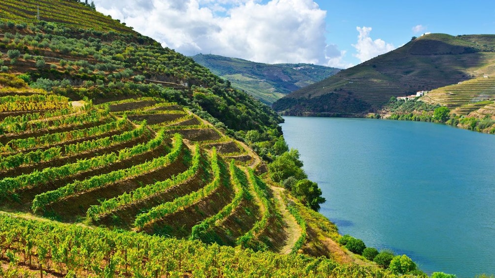 hillside vineyard in Porto