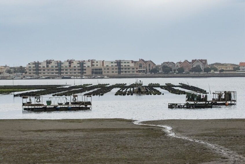 Aveiro Half-Day Tour with Moliceiro Cruise