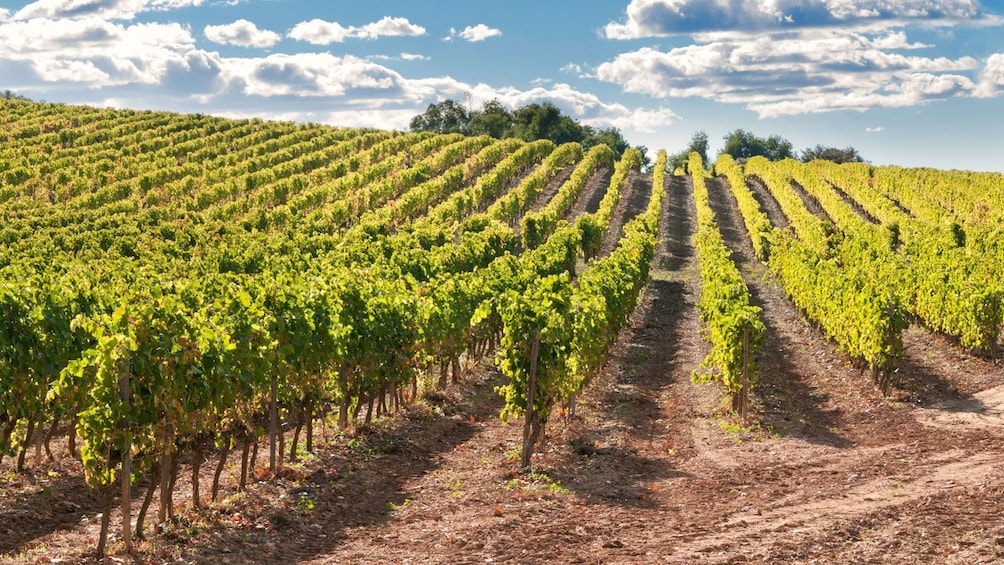 walking through a vineyard in Barcelona