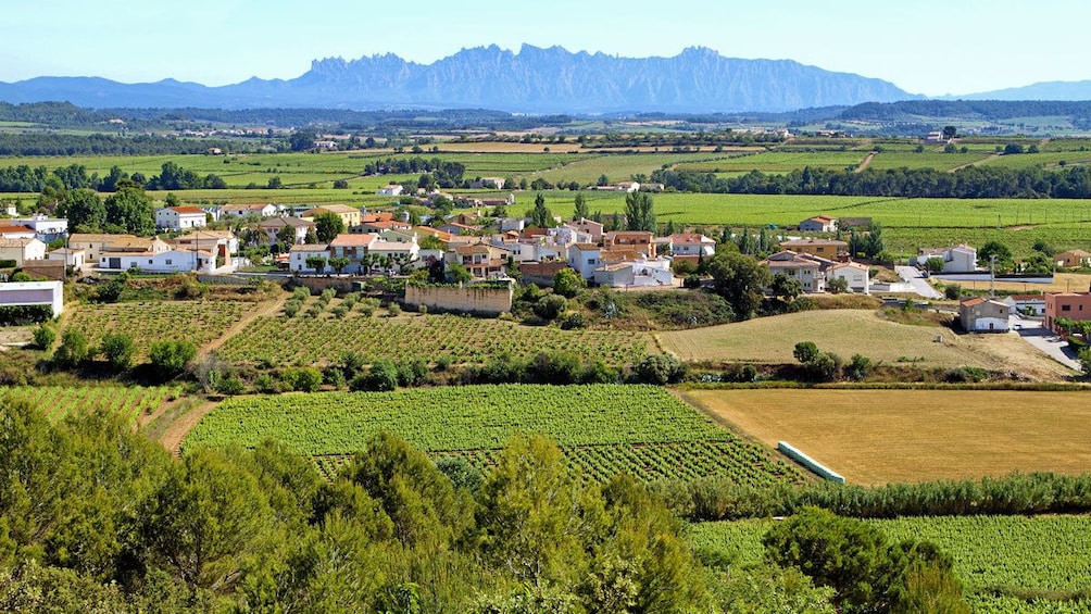 vineyard covered landscape in Barcelona