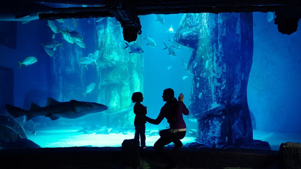 SEA LIFE Manchester Aquarium